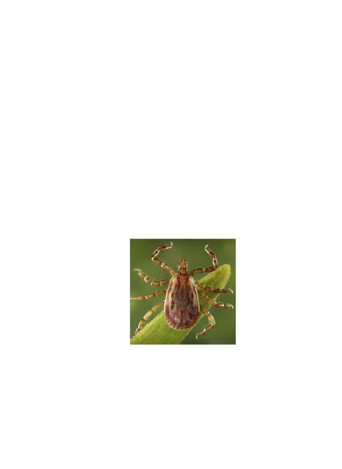 LITHCO Insecticide Pesticide EC 1000ml is a Versatile and Effective Solution Designed for Controlling a Wide Range of Insect Pests on Both Indoor and Outdoor Plants