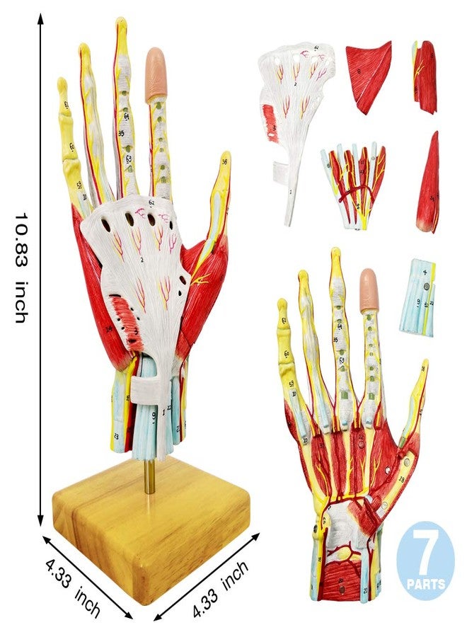 NEW HORIZON 2025 New Medical Anatomical Hand Skeleton Model W/Muscles Ligaments Nerves and Blood Vessels, 7 Parts, Life Size, Magnetic Easy Mounting (Hand Model) - Image 4