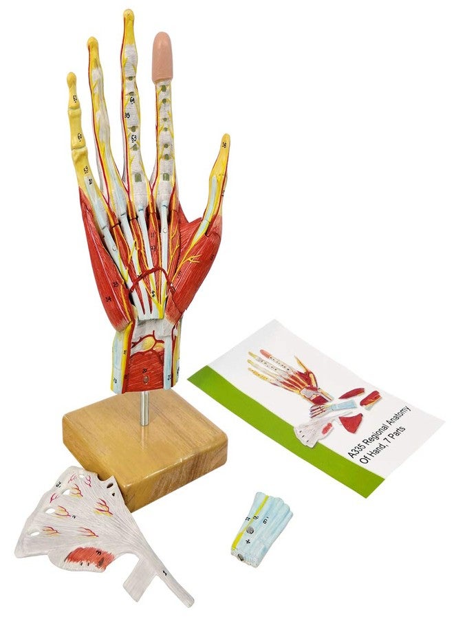 NEW HORIZON 2025 New Medical Anatomical Hand Skeleton Model W/Muscles Ligaments Nerves and Blood Vessels, 7 Parts, Life Size, Magnetic Easy Mounting (Hand Model) - Image 1