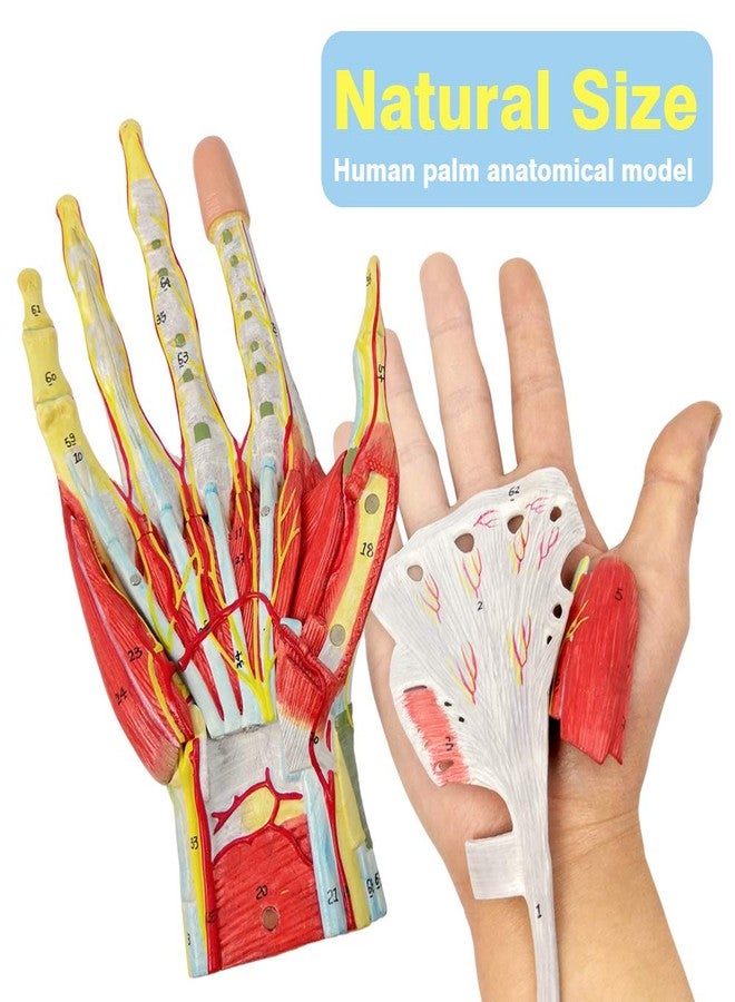 NEW HORIZON 2025 New Medical Anatomical Hand Skeleton Model W/Muscles Ligaments Nerves and Blood Vessels, 7 Parts, Life Size, Magnetic Easy Mounting (Hand Model) - Image 2