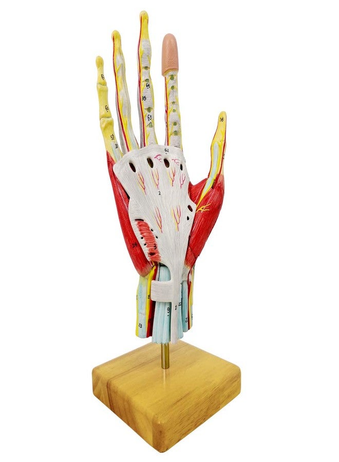 NEW HORIZON 2025 New Medical Anatomical Hand Skeleton Model W/Muscles Ligaments Nerves and Blood Vessels, 7 Parts, Life Size, Magnetic Easy Mounting (Hand Model) - Image 3