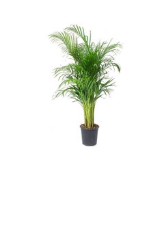 DUBAI GARDEN CENTRE Dubai Garden Centre Indoors Areca Palm, 240 cm Size  - Image 1