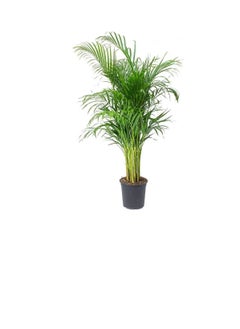 DUBAI GARDEN CENTRE Dubai Garden Centre Indoors Areca Palm, 240 cm Size  - Image 3
