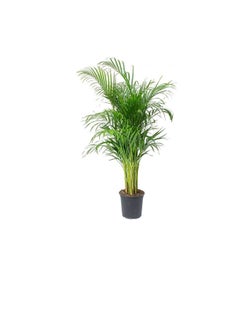 DUBAI GARDEN CENTRE Dubai Garden Centre Indoors Areca Palm, 240 cm Size  - Image 2