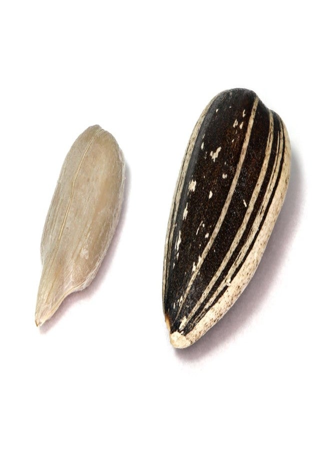 بذور دوار الشمس سانجو للطيور البالغة (1 كجم) - Image 3