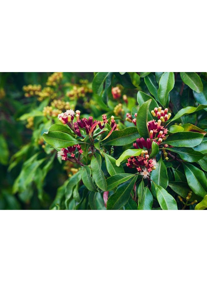 US Organic 100% Pure Clove Stem Essential Oil - USDA Certified Organic, Steam Distilled (10 ml) - Image 4