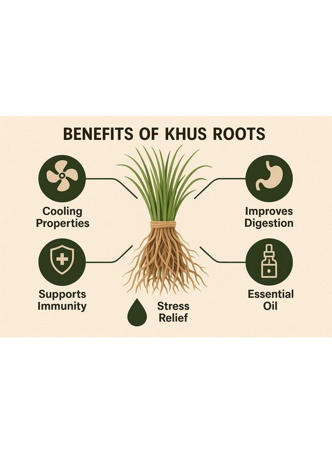CELLUTION Natural Khus Root - 100g | For Drinking | Vetiver Roots Vetiveria Zizanioides, Vala, Lavancha jadh, Ushira jad (100gm) - Image 3