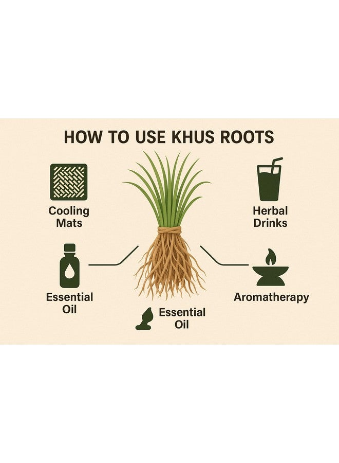CELLUTION Natural Khus Root - 100g | For Drinking | Vetiver Roots Vetiveria Zizanioides, Vala, Lavancha jadh, Ushira jad (100gm) - Image 4