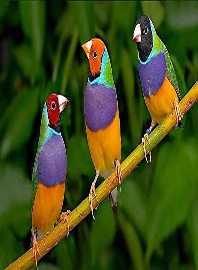 Parrots Wizard ببغاوات ساحر، كانجني، مزيج بذور طعام الطيور، عبوة واحدة (900 غرام) - Image 3