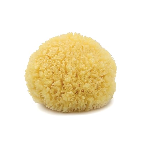 Neptune Caribbean Sea Sponge, Hand Cut, Medium, Approx. 5-6 inches - Image 1