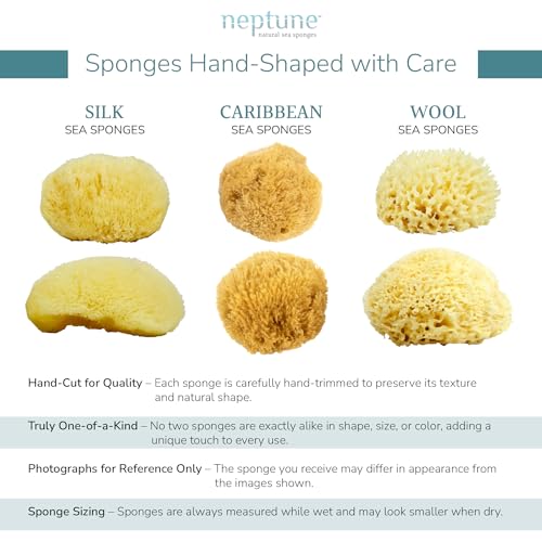 Neptune Caribbean Sea Sponge, Hand Cut, Medium, Approx. 5-6 inches - Image 5