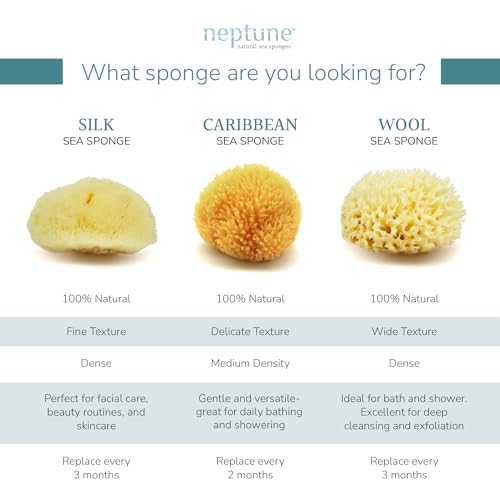 Neptune Caribbean Sea Sponge, Hand Cut, Medium, Approx. 5-6 inches - Image 4