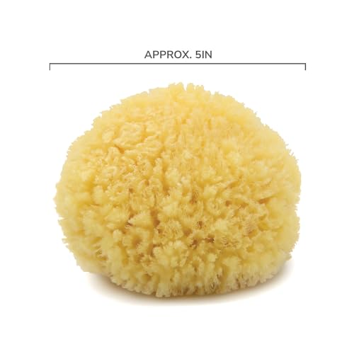Neptune Caribbean Sea Sponge, Hand Cut, Medium, Approx. 5-6 inches - Image 3