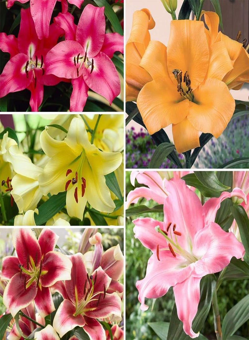 GGOOT Premium Skyscraper Lilies, Selection of 15 seeds, Including Three Each of Five Colours and Varieties, Summer Flowering Tall Lilies, Ready to Plant - Image 1