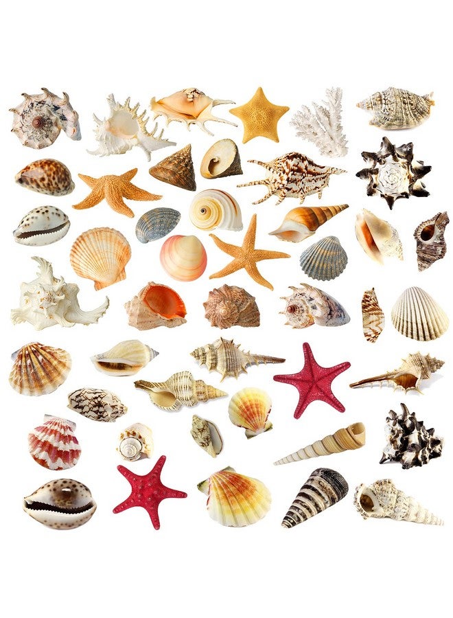 WOYINIS 3D Under The Sea Shell Wall Stickers for Bathroom Removable Scallop Starfish Wall Decals for Kids Rooms Peel & Stick Wall Decor for Living Room Bedroom Nursery Furniture Decoration - Image 1