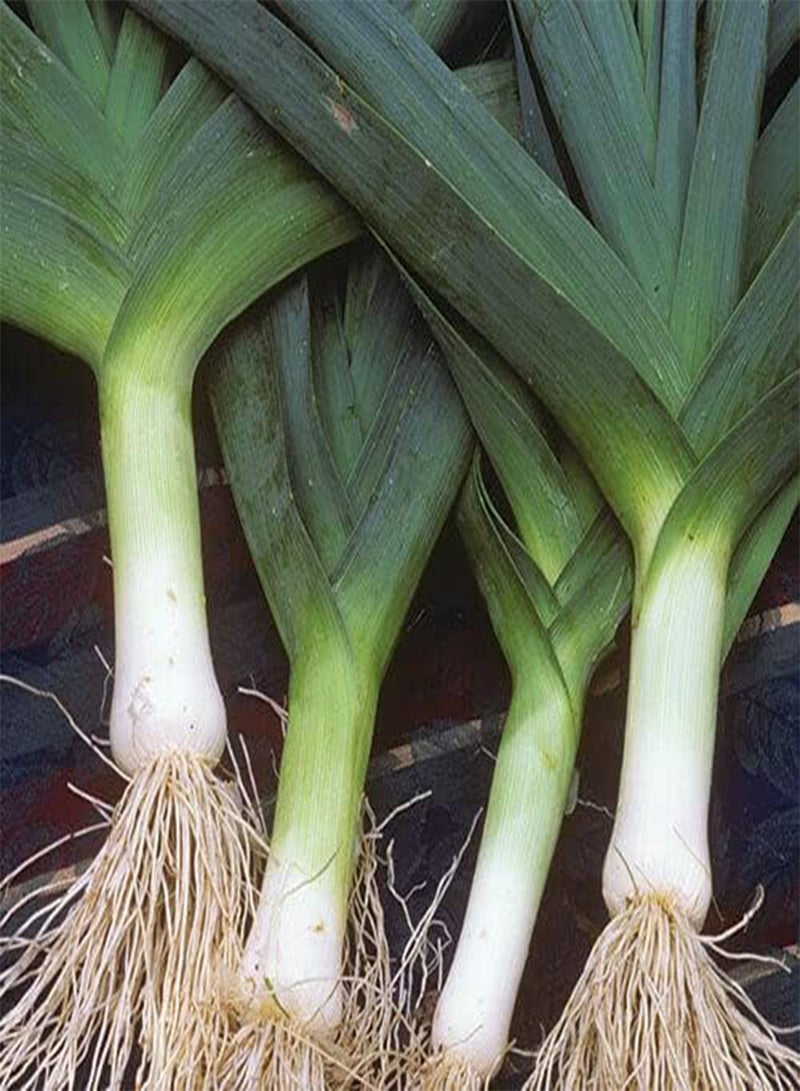 GGOOT Vegetable - Leek Heirloom Blue De Solaise - 300 Premium Quality Seeds -1st Class - Image 1