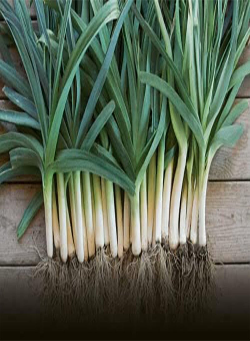 GGOOT Vegetable - Leek Heirloom Blue De Solaise - 300 Premium Quality Seeds -1st Class - Image 3