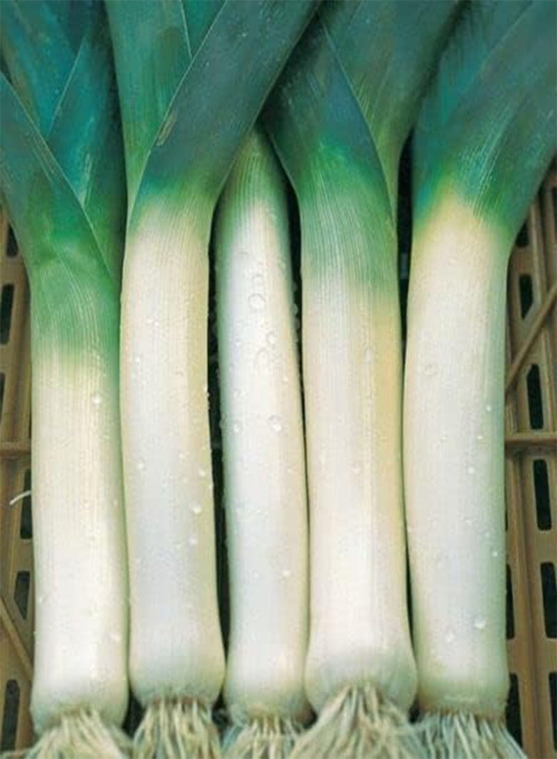 GGOOT Vegetable - Leek Heirloom Blue De Solaise - 300 Premium Quality Seeds -1st Class - Image 2