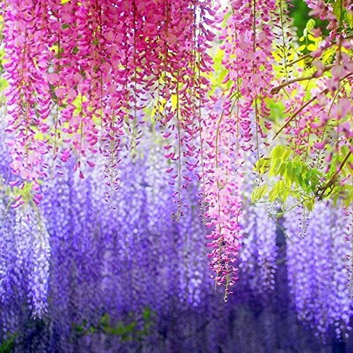 DearHouse 12 Pack 1 Piece 3.6 Feet Artificial Fake Wisteria Vine Ratta Hanging Garland Silk Flowers String Home Party Wedding Decor (Pink) - Image 5