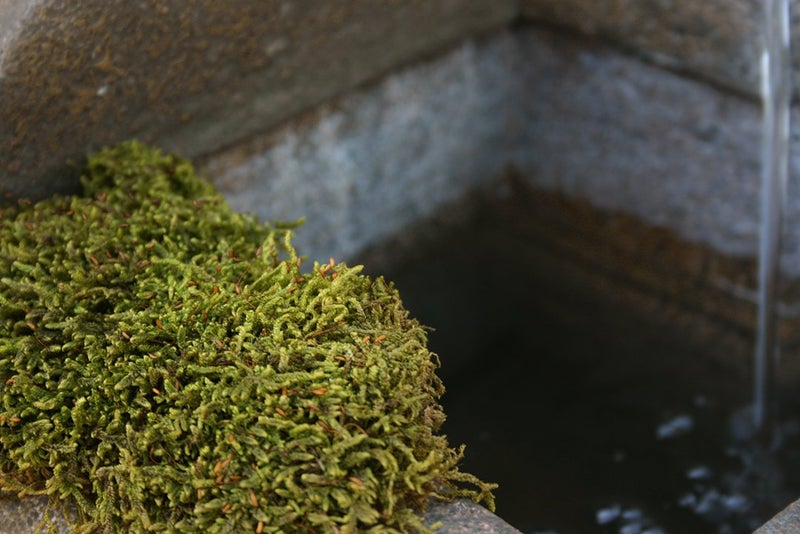 SuperMoss سوبرموس (21580) طحلب مجفف، طبيعي، 2 أونصة - Image 2