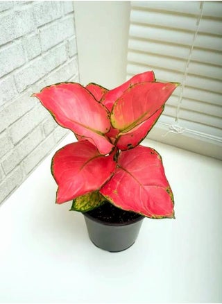 Aglaonema Lucky Red - pzsku/Z91A8EECA8FAB3E887364Z/45/1746823455/0863eabf-3886-4cb9-add7-7dc5c3ef4a1d