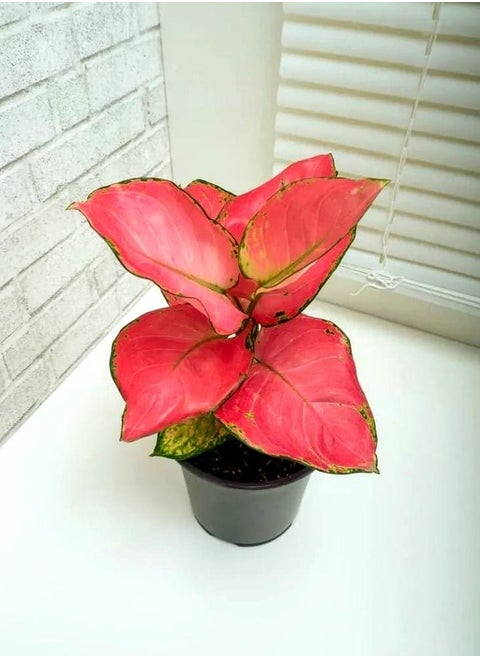 Aglaonema Lucky Red