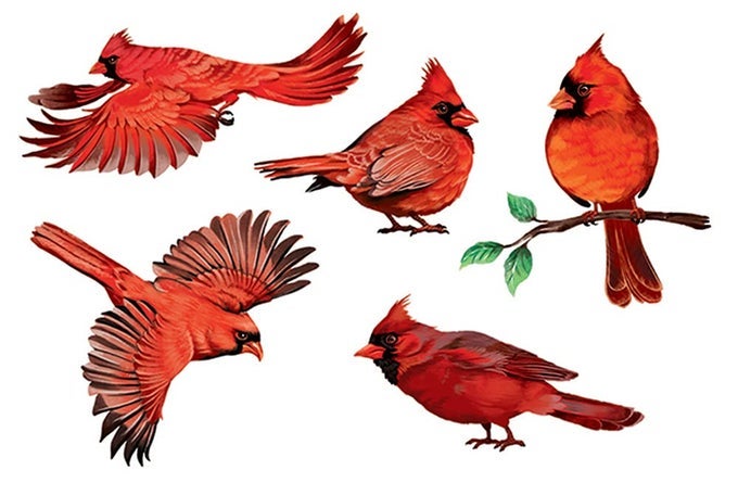 DECAL VINYL WALL STICKERS DECORATION FOR HOME OFFICE LIVING ROOM WALL BATHROOM RED CARDINAL BIRDS