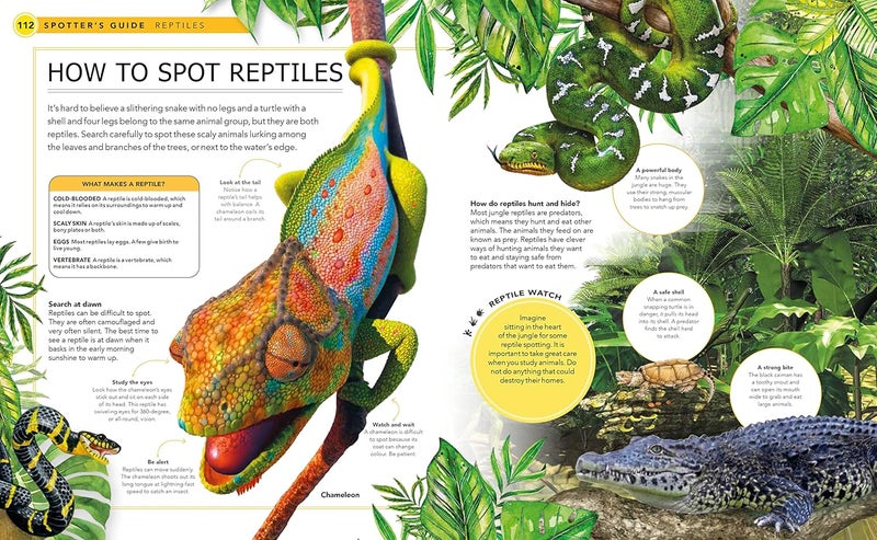 Jungle Animals: A Spotters Guide - Image 3
