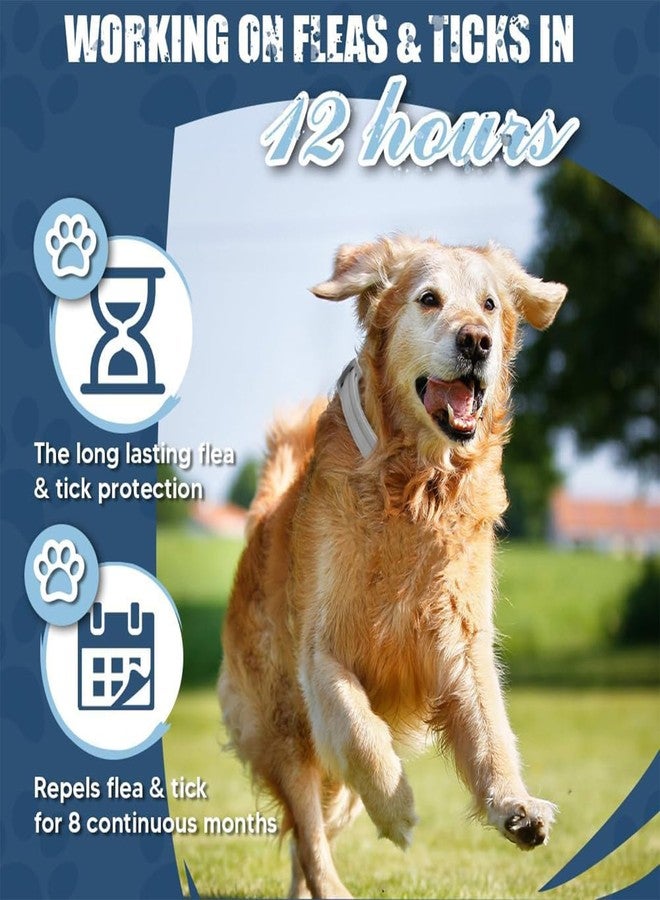 CartHome طوق مضاد للقراد للكلاب، طوق مضاد للقراد، طوق مضاد للقراد للكلاب، متين ومقاوم للماء، مناسب للاستخدام اليومي والأنشطة الخارجية للحيوانات الأليفة، مناسب كهدية لمحبي الحيوانات الأليفة (لونان، مقاس متوسط) - Image 4