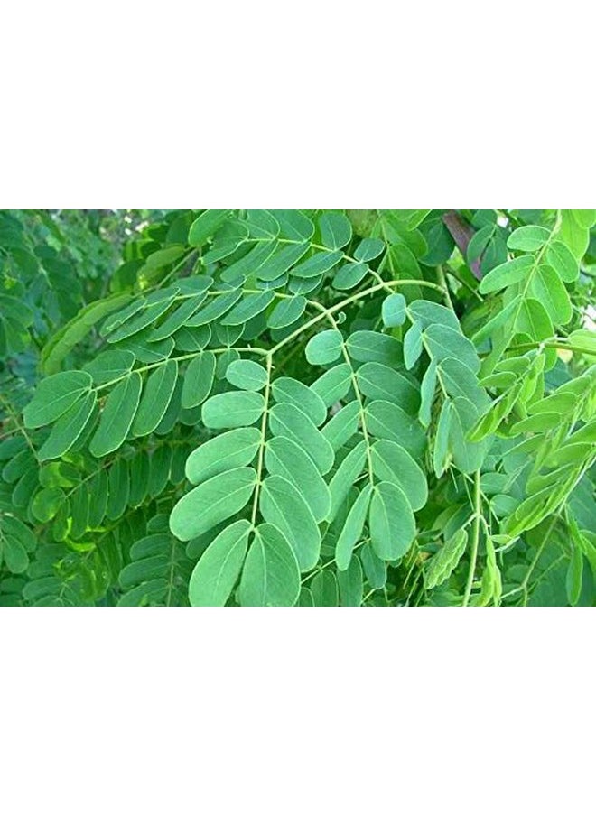 النشيد الوطني تانجور مسحوق أرابو كيس 250 جرام 100% طبيعي من ألبيزيا أمارا مسحوق أرابو غسول الشعر التقليدي وبلسم الشعر  - Image 2