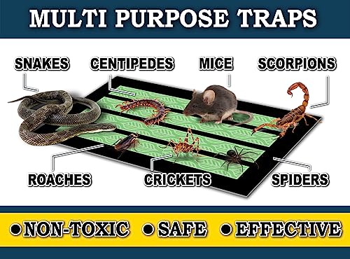 MaxGuard MaxGrip Glue Traps (24 Traps) Non-Toxic Extra Sticky Glue Board Pre-Baited with Fruity Scent Attractant Trap & Kill Insects, Bugs, Spiders, Crickets, Scorpions, Cockroaches, Centipedes, Mice - Image 5