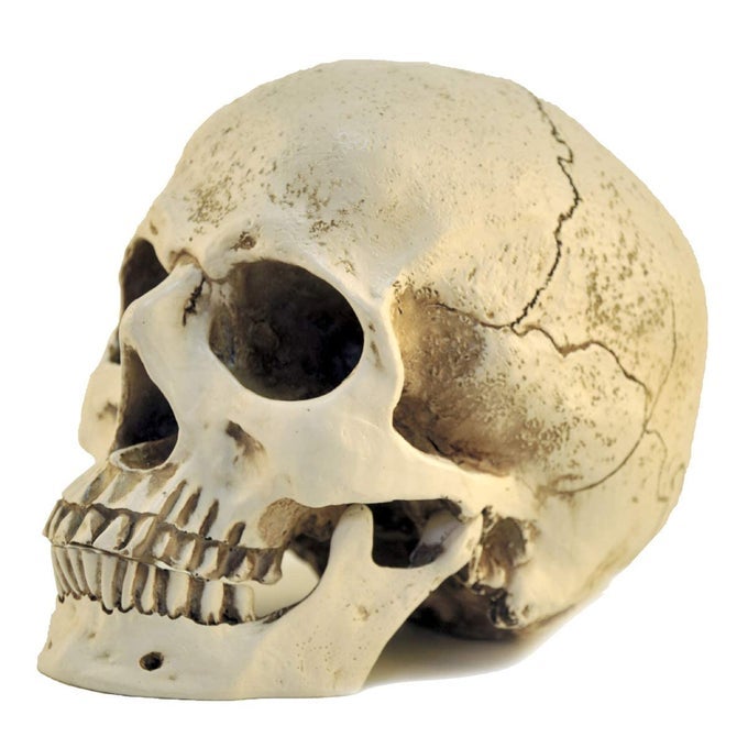 11 RESIN SKULL HEAD MODEL SIMULATION SKELETON HEAD MEDICAL SKULL ART COPY FOR HALLOWEEN DECOR