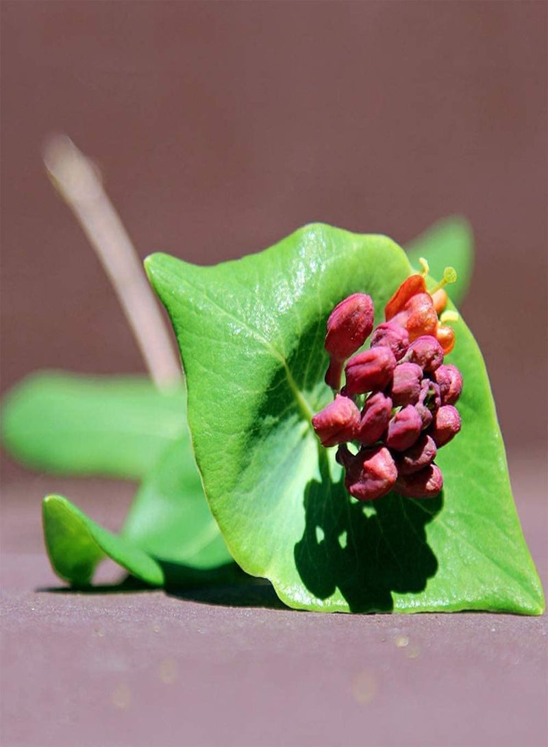 جي جوت 100 قطعة من بذور زهر العسل مناسبة للمبتدئين، زراعة بسيطة في الهواء الطلق، زينة رائعة، جمال طبيعي وفي فناء الحديقة، إضافة ملونة - Image 2