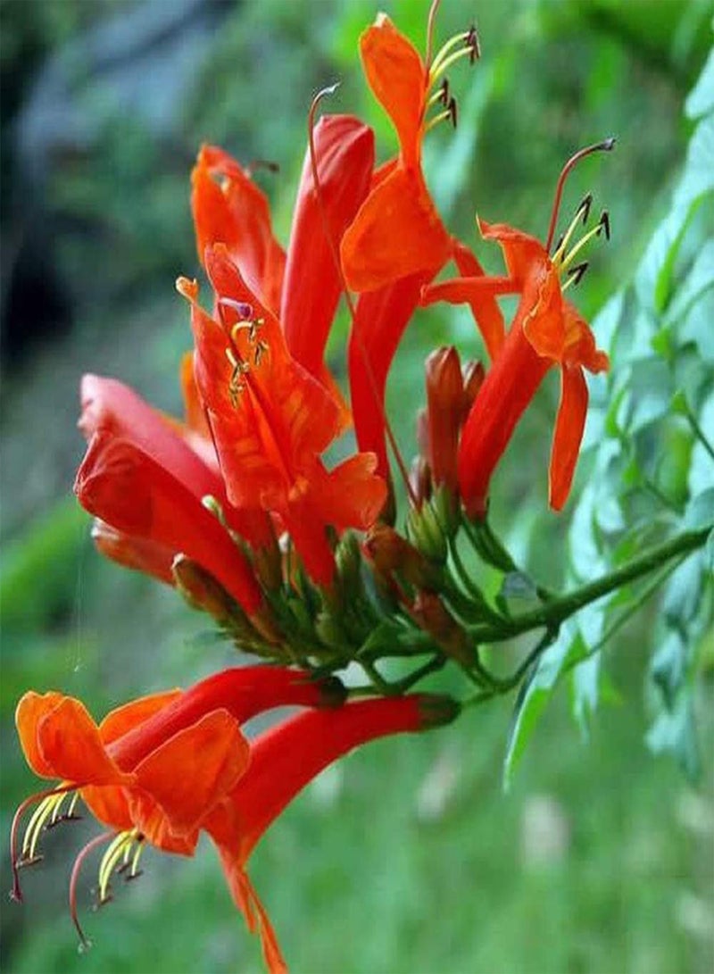 جي جوت 100 قطعة من بذور زهر العسل مناسبة للمبتدئين، زراعة بسيطة في الهواء الطلق، زينة رائعة، جمال طبيعي وفي فناء الحديقة، إضافة ملونة - Image 3