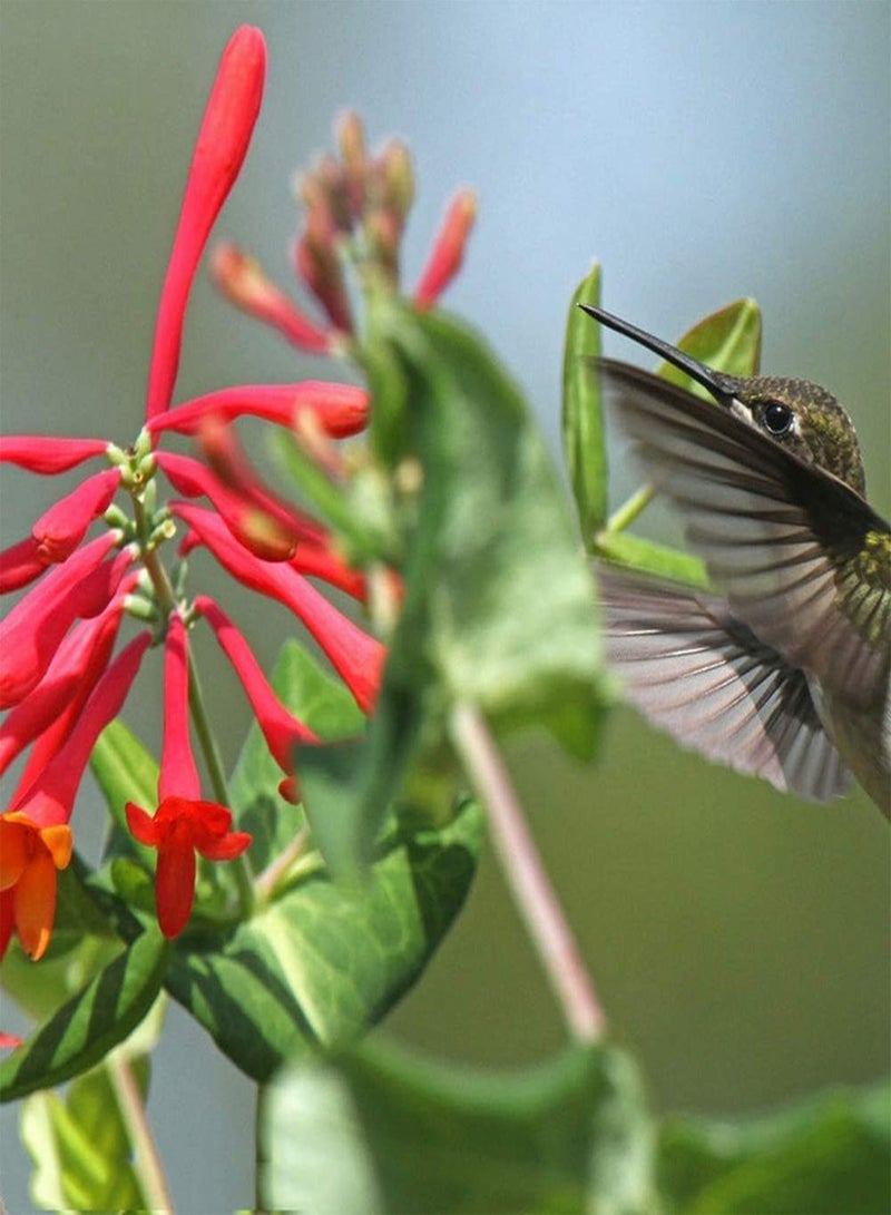 جي جوت 100 قطعة من بذور زهر العسل مناسبة للمبتدئين، زراعة بسيطة في الهواء الطلق، زينة رائعة، جمال طبيعي وفي فناء الحديقة، إضافة ملونة - Image 1