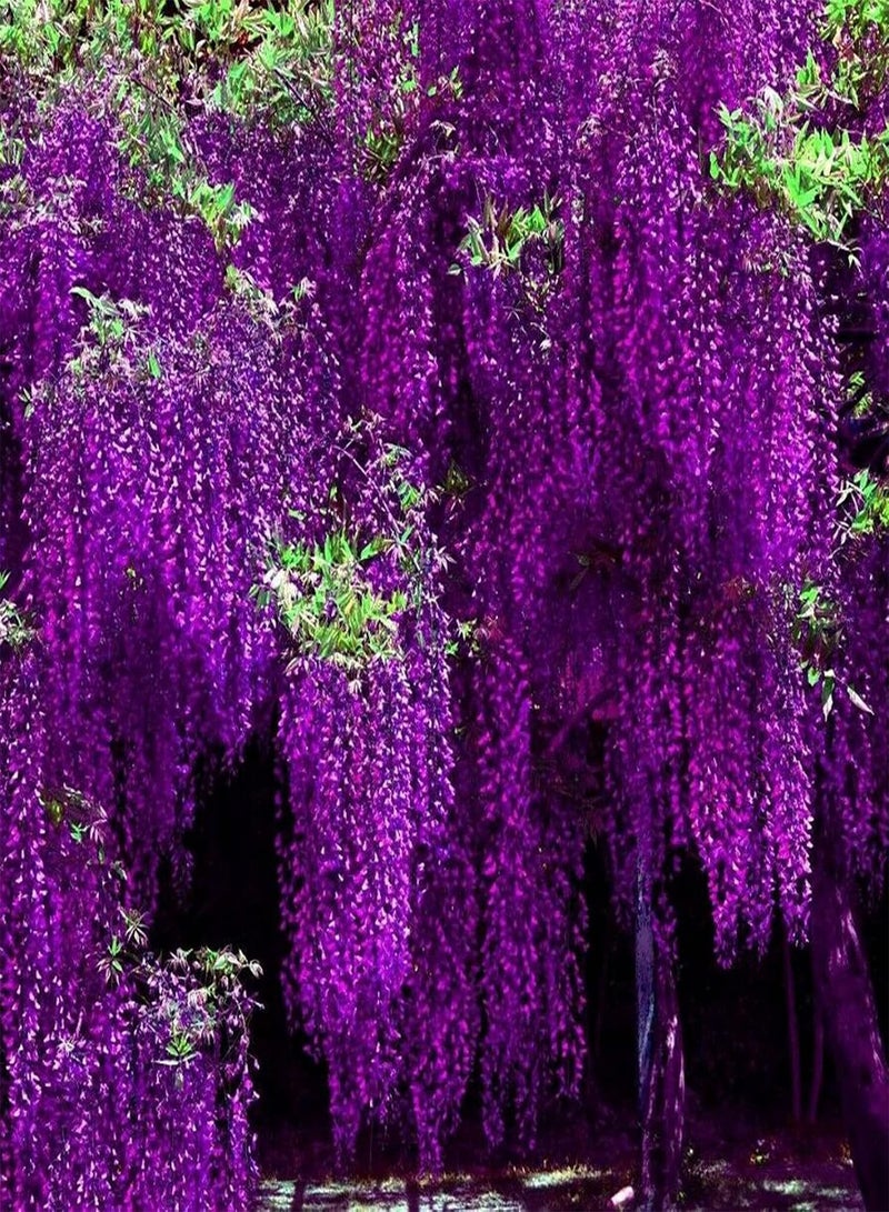 GGOOT 100Pcs/Bag Wisteria Tree Seeds Decorative Vibrant Mixed Color Fast Growing Plant Seeds for Balcony - Wisteria Seeds - Flower Seeds Vegetable Seeds Fruit Seeds Garden Plant Seeds for Planting - Image 3