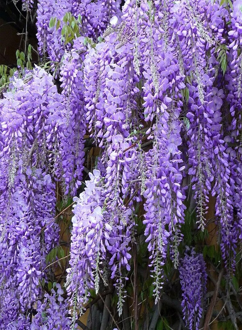 GGOOT 100Pcs/Bag Wisteria Tree Seeds Decorative Vibrant Mixed Color Fast Growing Plant Seeds for Balcony - Wisteria Seeds - Flower Seeds Vegetable Seeds Fruit Seeds Garden Plant Seeds for Planting - Image 1