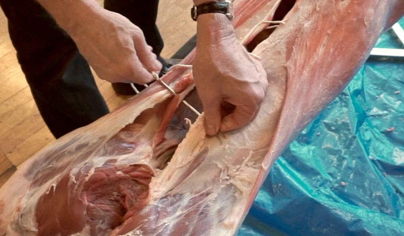 SpitJack Meat Trussing Needle. 12 Inch Stainless Steel Whole Hog, Pig, Lamb, Crown Roast of Pork Stitcher. Fish Bait Stringer Tool - Image 2