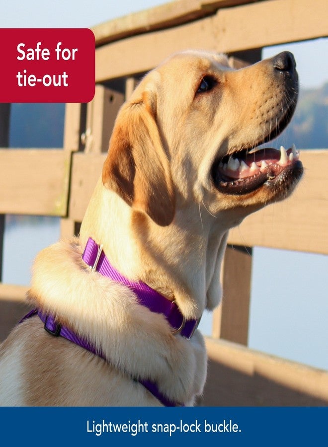 Coastal Pet Adjustable Dog Collar with Metal Buckle - Comfortable Fade-Resistant Dog Collar with Snap Lock - Perfect for Walking & Tie Outs - Purple - 5/8" x 10"-14" - Image 4