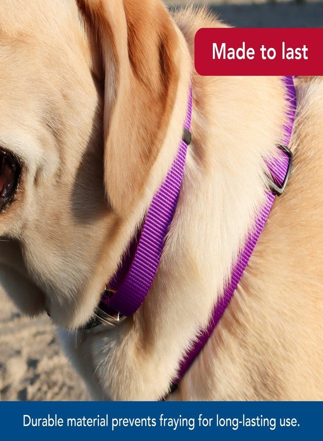 Coastal Pet Adjustable Dog Collar with Metal Buckle - Comfortable Fade-Resistant Dog Collar with Snap Lock - Perfect for Walking & Tie Outs - Purple - 5/8" x 10"-14" - Image 3