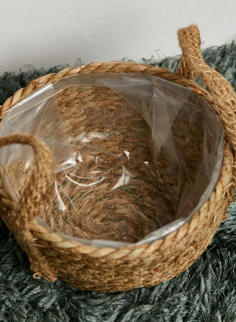 اورورا اصيص نبات بنمط سلة