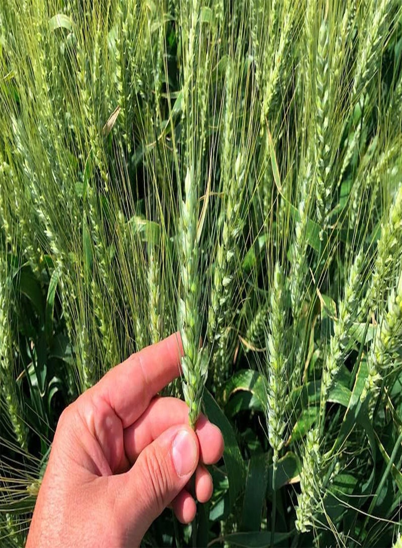 جي جوت 300 بذرة من بذور عشبة القمح العضوية، بذور قمح للإنبات - بذور عشبة القطط، غنية بالفيتامينات والألياف والمعادن، بذور عشبة القمح غير المعدلة وراثيًا - Image 5