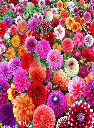 100Pcs Rare Blue and White Point Dahlia Seeds Beautiful  Flowers Plants Dahlia for DIY Home Garden Sementes Bonsai Seeds - pzsku/Z91D431CBF2AD1CFC9BE7Z/45/_/1733396534/f01e65fb-6614-45a5-a763-6926ee5b3d30