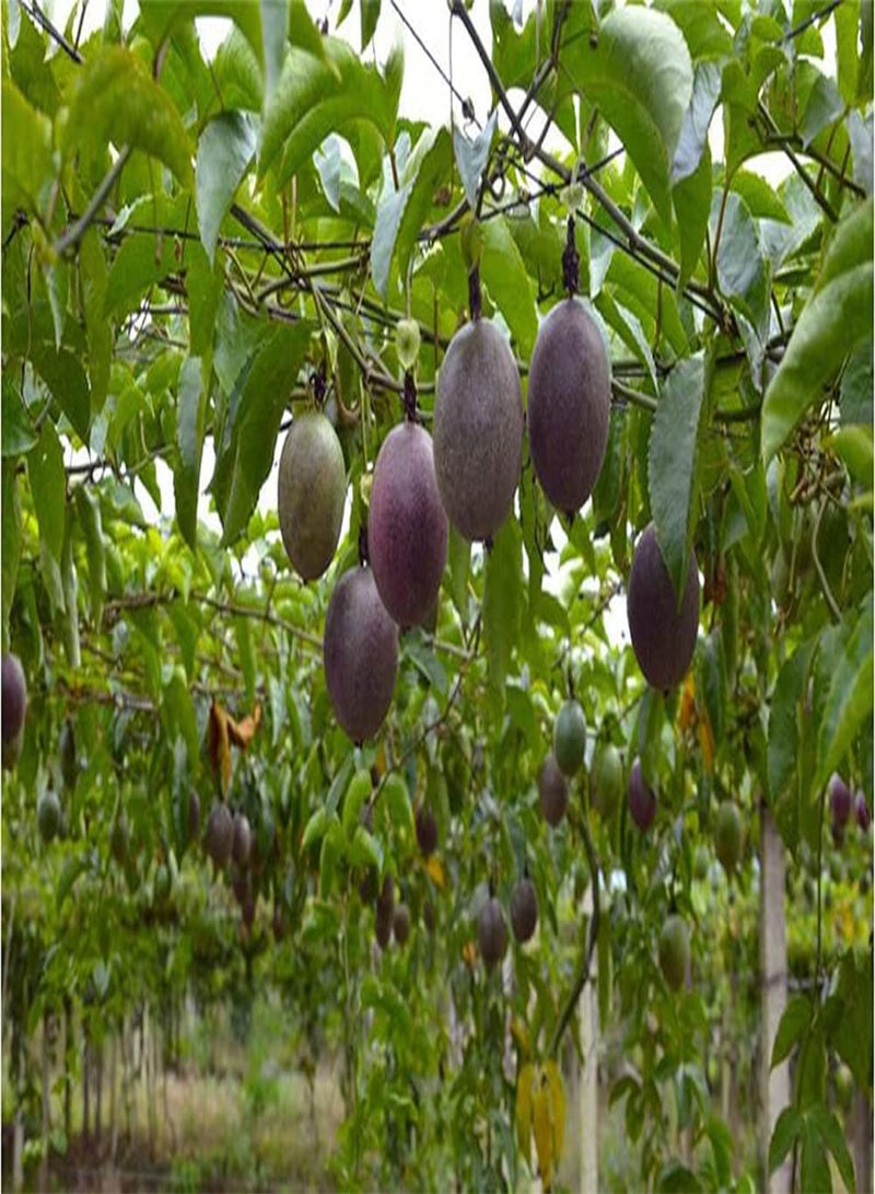 Passion Fruit Purple Granadilla Passiflora edulis 30 Seeds