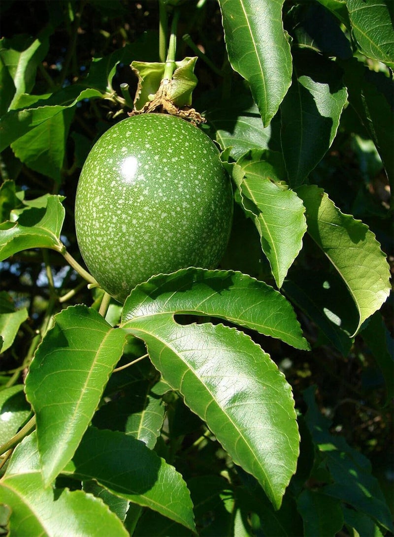Passion Fruit Purple Granadilla Passiflora edulis 30 Seeds