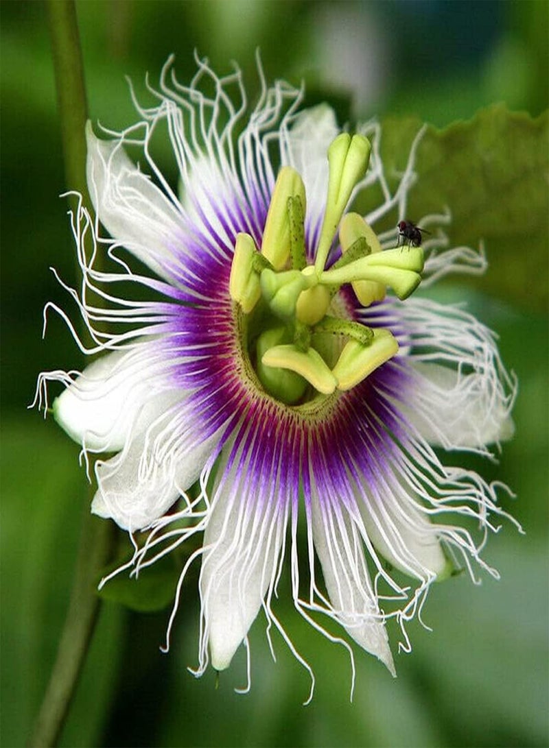 Passion Fruit Purple Granadilla Passiflora edulis 30 Seeds