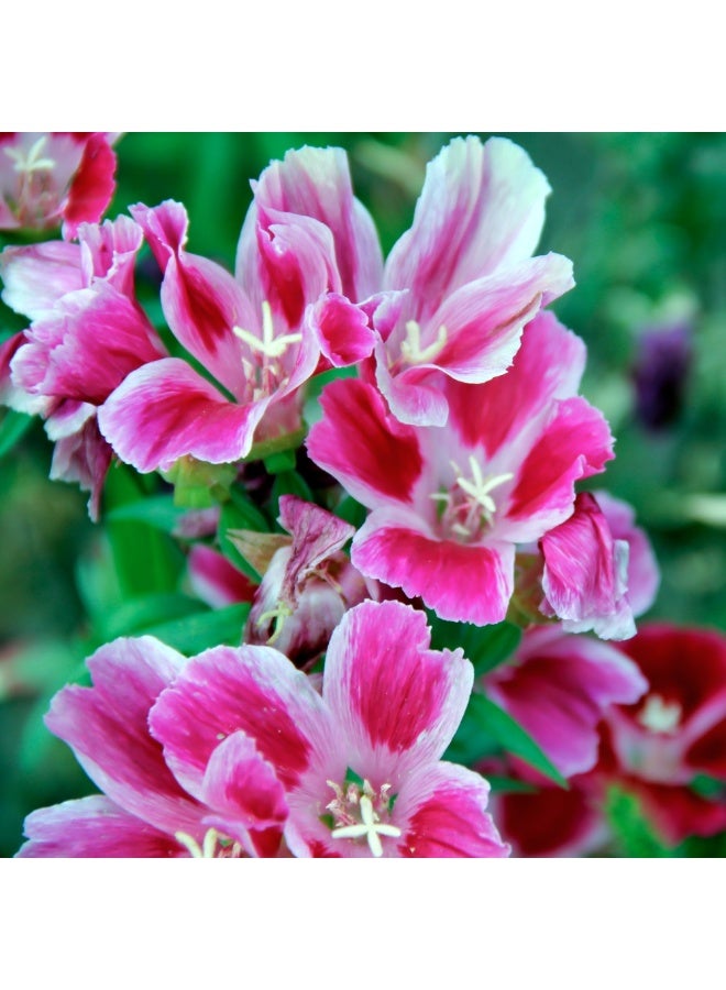 ڤسيل24 بذور زهرة جوديتيا – زهور كلاركيا أمينا الملونة للحدائق المنزلية والزراعة الخارجية - Image 2