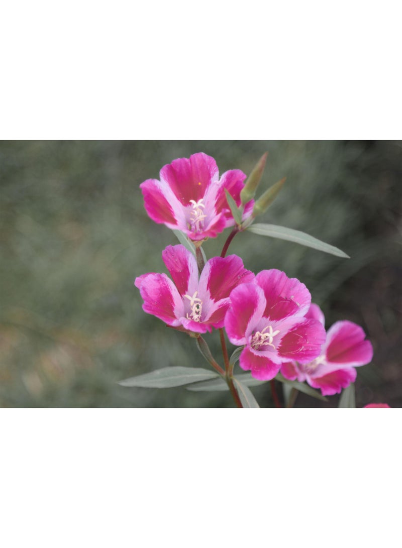 ڤسيل24 بذور زهرة جوديتيا – زهور كلاركيا أمينا الملونة للحدائق المنزلية والزراعة الخارجية - Image 5