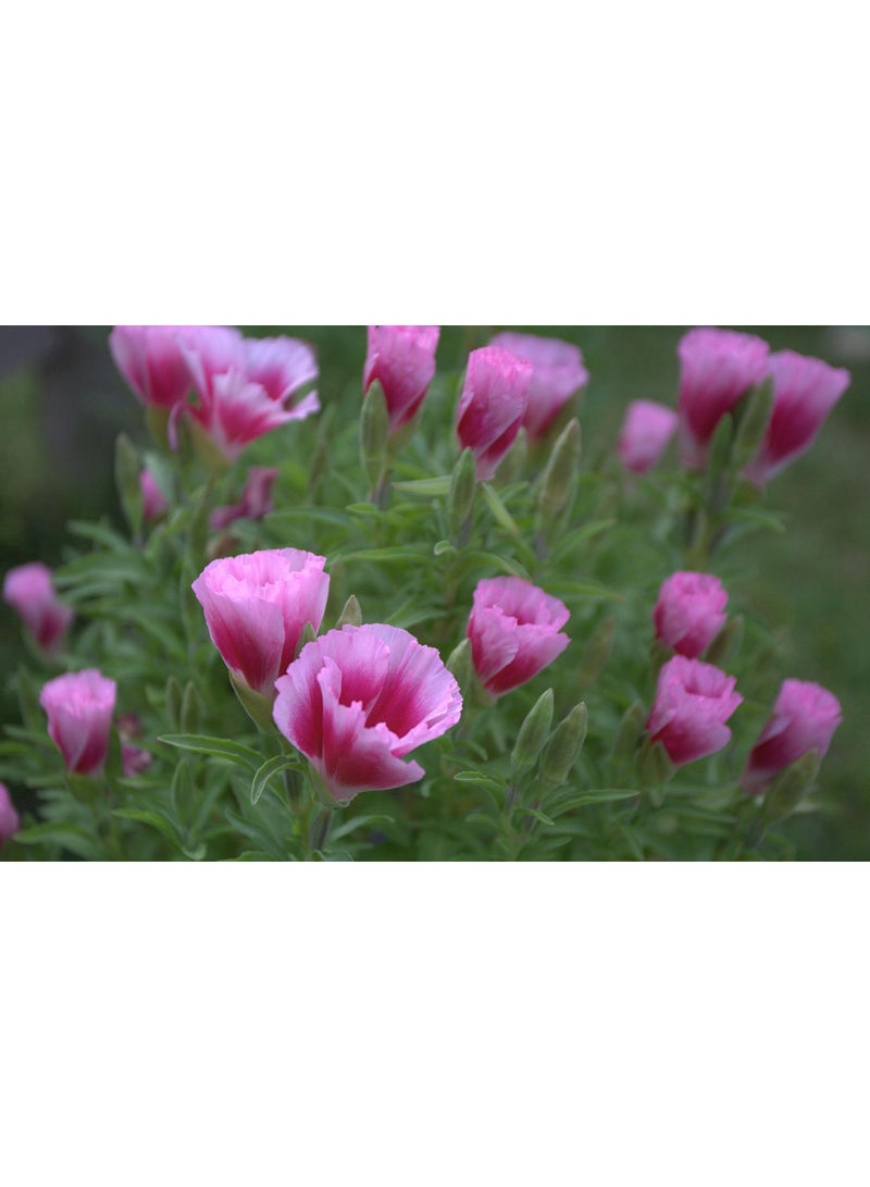 ڤسيل24 بذور زهرة جوديتيا – زهور كلاركيا أمينا الملونة للحدائق المنزلية والزراعة الخارجية - Image 3