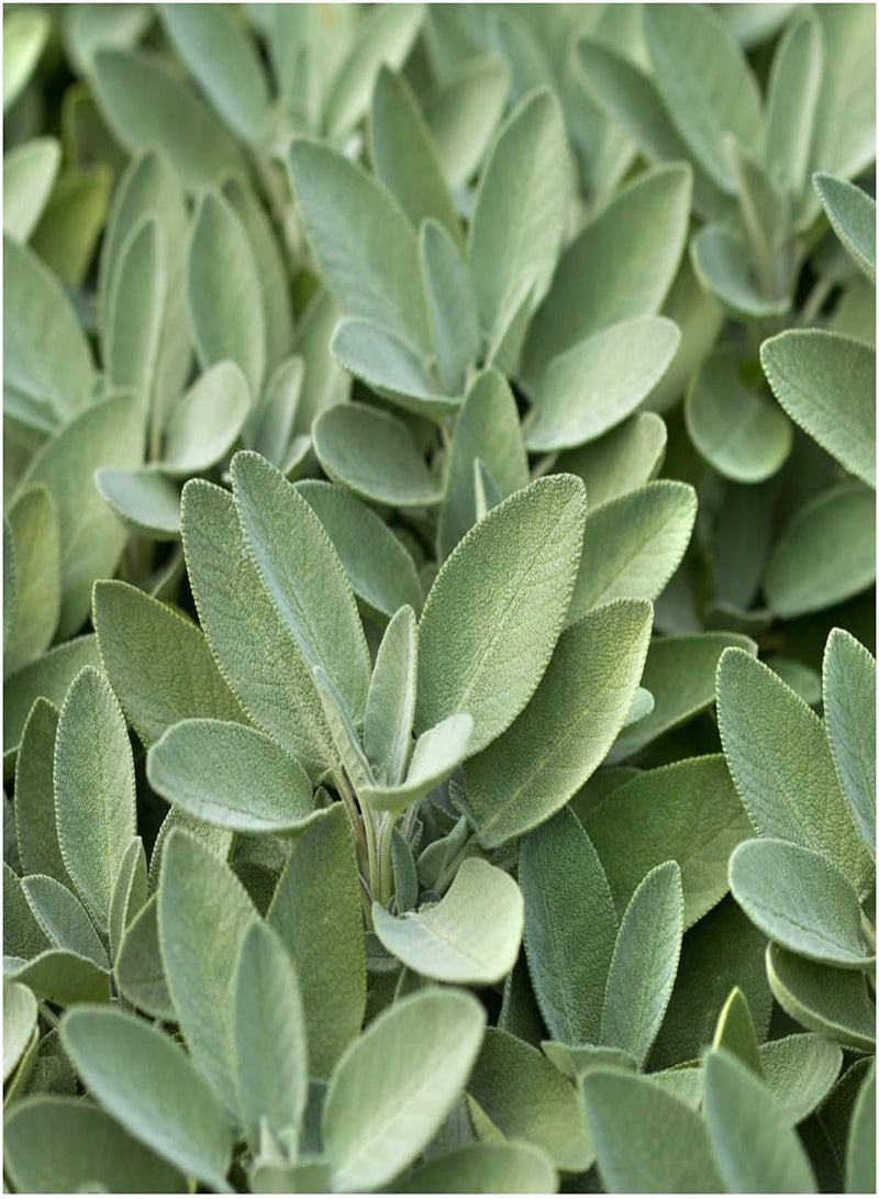 جي جوت 500 قطعة من بذور المريمية التراثية سهلة الزراعة لها رائحة قوية يحبها البستانيون المنزليون، وهي خضراوات طبيعية غالبًا ما يتم الاحتفاظ بها في المنزل - Image 1